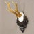 Great Deer Trophy Mount on Wooden Carved Plaque 1959 A large antique deer (Capreolus capreolus) trophy on a wooden carved...