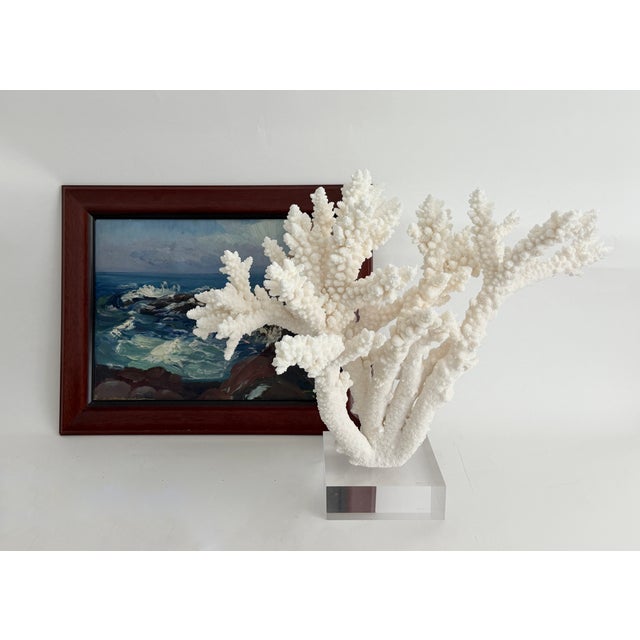 Chinoiserie Extraordinary Natural Branch Coral on Acrylic Base For Sale - Image 3 of 9