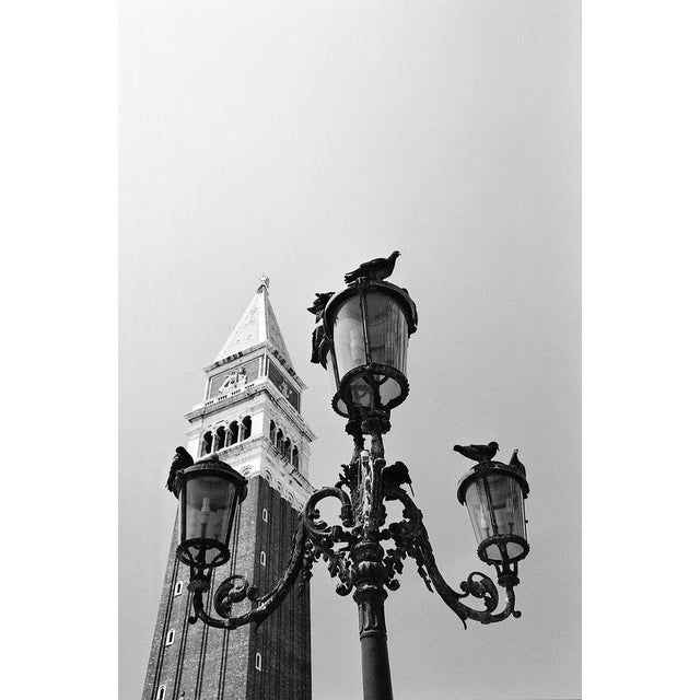Paul Cooklin, Pigeons, Saint Marks Square, Edition of 50 For Sale - Image 7 of 7