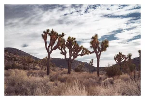 "Trinity", Joshua Tree Limited Edition Photograph by Mark Frohman 60" X 40"