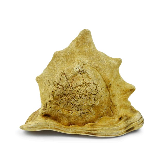 Contemporary Mid 20th Century Natural King Helmet Conch Seashell Shell For Sale - Image 3 of 6