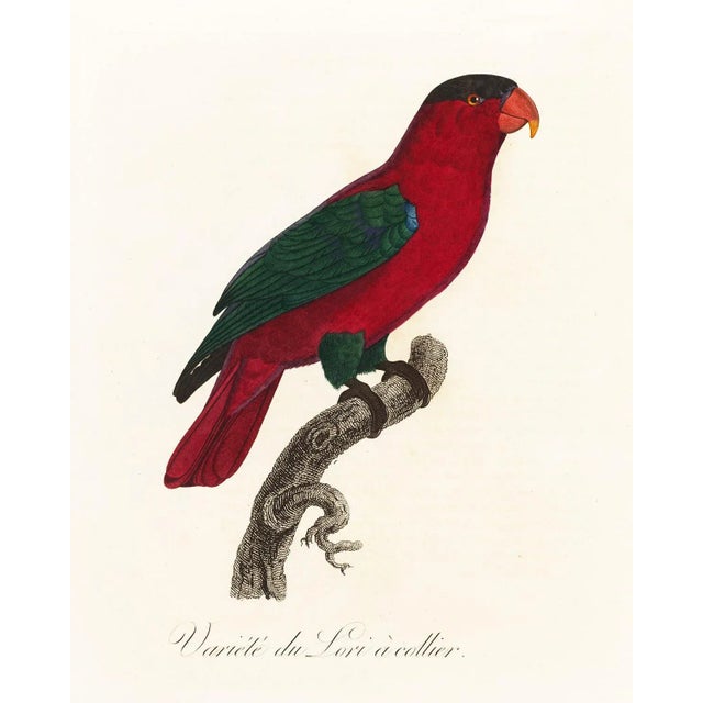 Reproduction Antique 1805 French Parrot Prints - Set of 12 For Sale - Image 9 of 13
