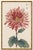 Not Yet Made - Made To Order Ruby Petals Diptych – Vintage Japanese Botanical Prints (Set of 2), 20" X 30" For Sale - Image 5 of 9