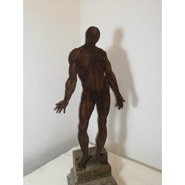 19th Century Anatomical Model of the Human Body, Italy, 1890s For Sale - Image 3 of 11
