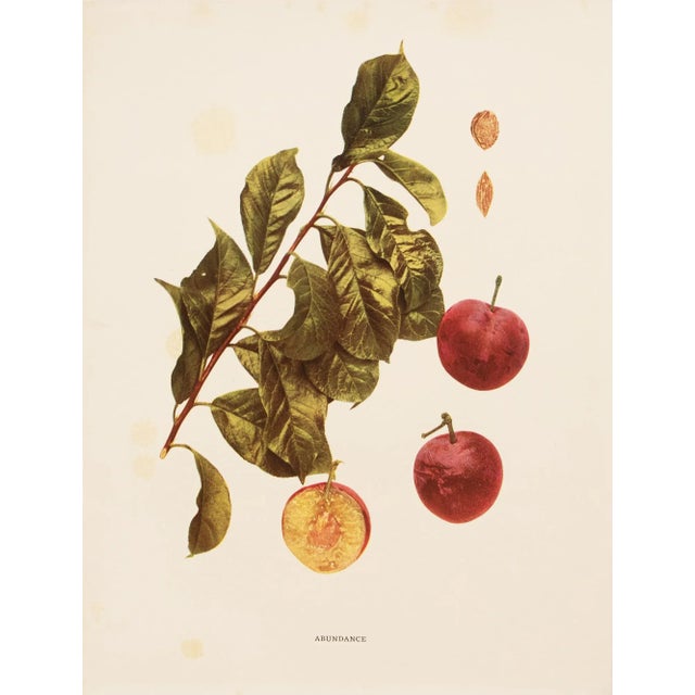 A magnificent original antique photogravure (print) of Abundance Plums by Ulysses Prentiss Hedrick (1870-1951). Superb...