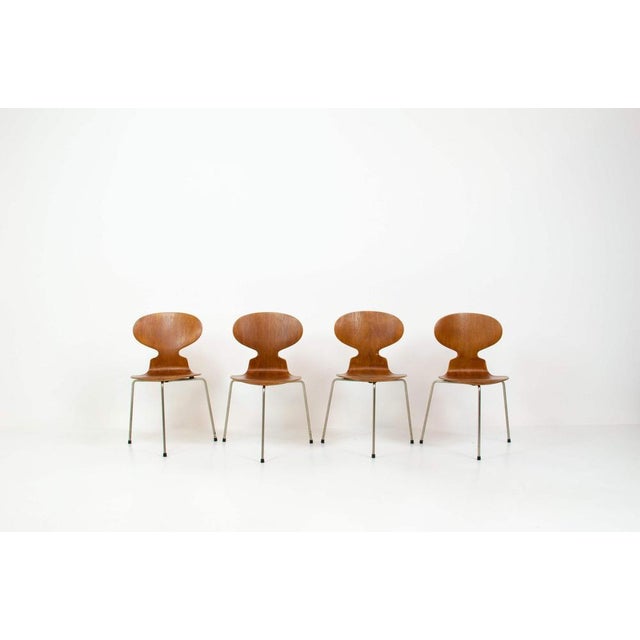 Rarely seen set of first edition Ant chairs by Arne Jacobsen for Fritz Hansen (Denmark, 1952). A true collectors item! The...