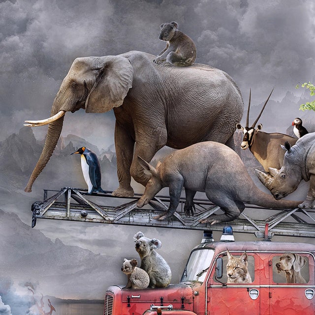This photographic work presents a whimsical scene featuring a vintage fire truck adorned with a diverse array of animals,...