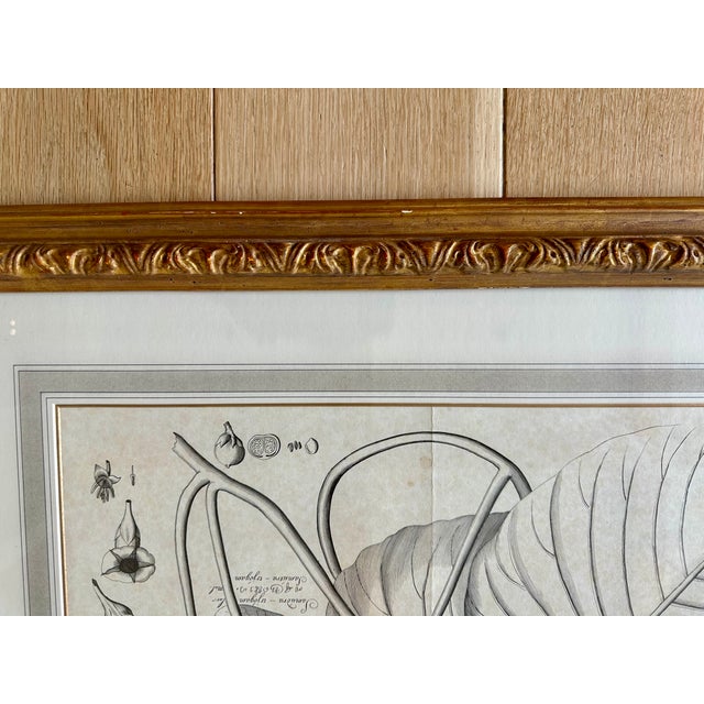 2000 - 2009 Dennis & Leen Botanical Print With Gilded Frame – DL-Art 42 For Sale - Image 5 of 14