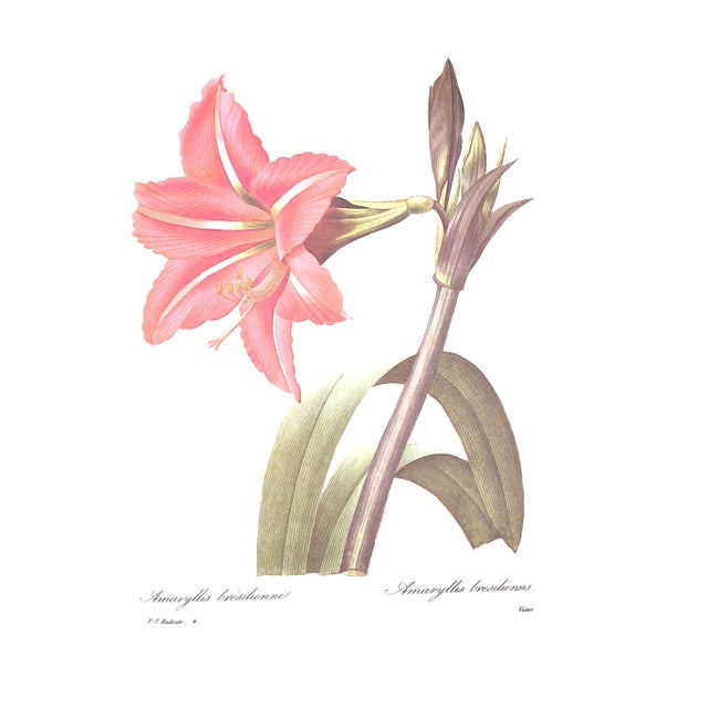 "Pierre Joseph Redoute the Most Beautiful Flowers" 1991 Redoute, Pierre Joseph For Sale - Image 11 of 12