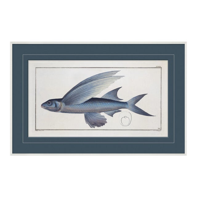 Blue Fish IV Framed Art Print For Sale