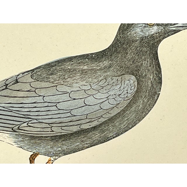 Antique Hand Tinted Bird Print From England Featuring a Black Tern - Circa 1888 For Sale - Image 4 of 10