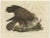 Late 18th Century Sepp & Nozeman, Western Marsh Harrier, 1770, Paper For Sale - Image 5 of 5