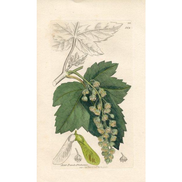 Original hand-colored botanical print from an early edition of “English Botany”, the monumental work by James Sowerby that...