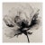 Vintage Botanical Flower – Fine Art Print After an Original 1980 Ink Drawing For Sale