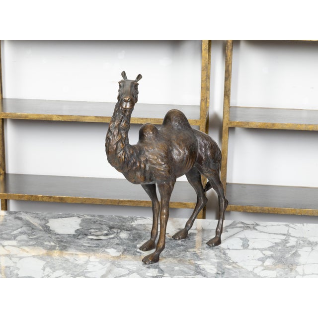 A French turn of the century bronze statuette from the early 20th century depicting a camel with two humps, showcasing...