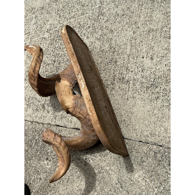 Vintage Faux Ram’s Horn Bracket For Sale - Image 9 of 18