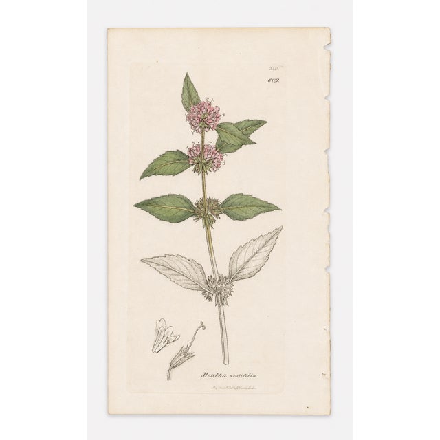 English Set of Four Antique Hand-Colored Botanical Prints by the Sowerby Family – English Botany Series (C. 19th Century) Set A For Sale - Image 3 of 6