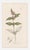 English Set of Four Antique Hand-Colored Botanical Prints by the Sowerby Family – English Botany Series (C. 19th Century) Set A For Sale - Image 3 of 6