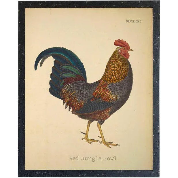 Illustration Country Print of Red Jungle Fowl Rooster - 24x30 For Sale - Image 3 of 3