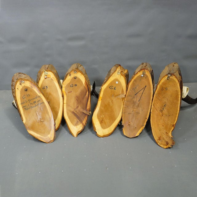 Wood Vintage Set of Six Chamois Trophies on Wooden Plaques, Germany Ca. 1970s For Sale - Image 7 of 7