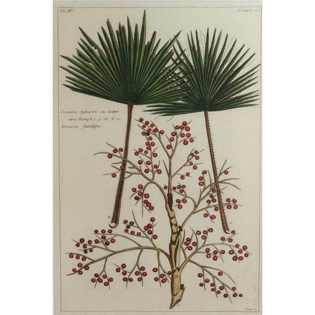 Mid 18th Century Botanical Hand-Colored Engraving of Palmyra Palms, Georg Eberhard Rumphius, 1741-50 For Sale - Image 5 of 13