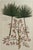 Mid 18th Century Botanical Hand-Colored Engraving of Palmyra Palms, Georg Eberhard Rumphius, 1741-50 For Sale - Image 5 of 13