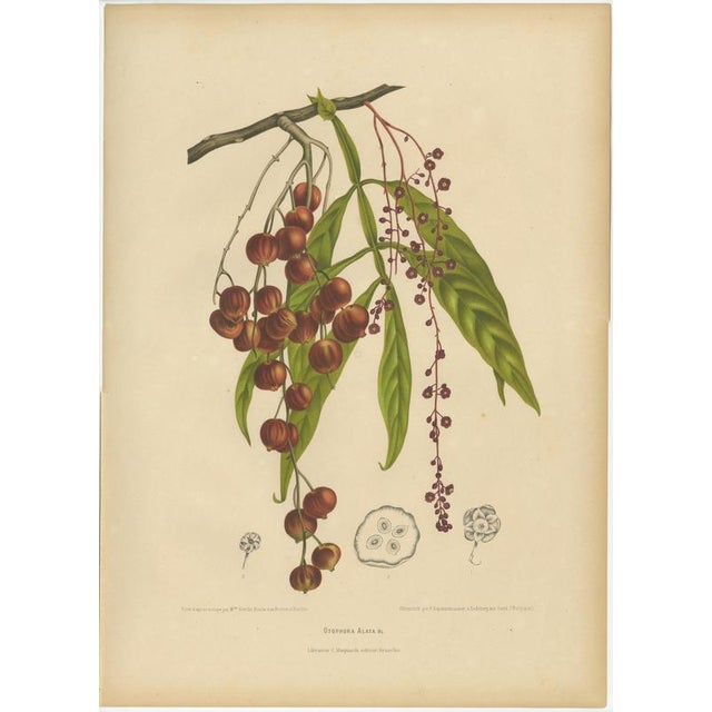 Berthe Hoola van Nooten, Winged Lychee, 1880, Chromolithograph For Sale - Image 9 of 9