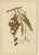 Berthe Hoola van Nooten, Winged Lychee, 1880, Chromolithograph For Sale - Image 9 of 9