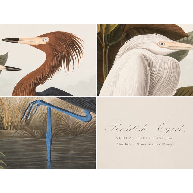 1980s 1980s The Abbeville Press Edition of the Reddish Egret or Purple Heron (Plate 256) From the Birds of America by John James Audubon For Sale - Image 5 of 5