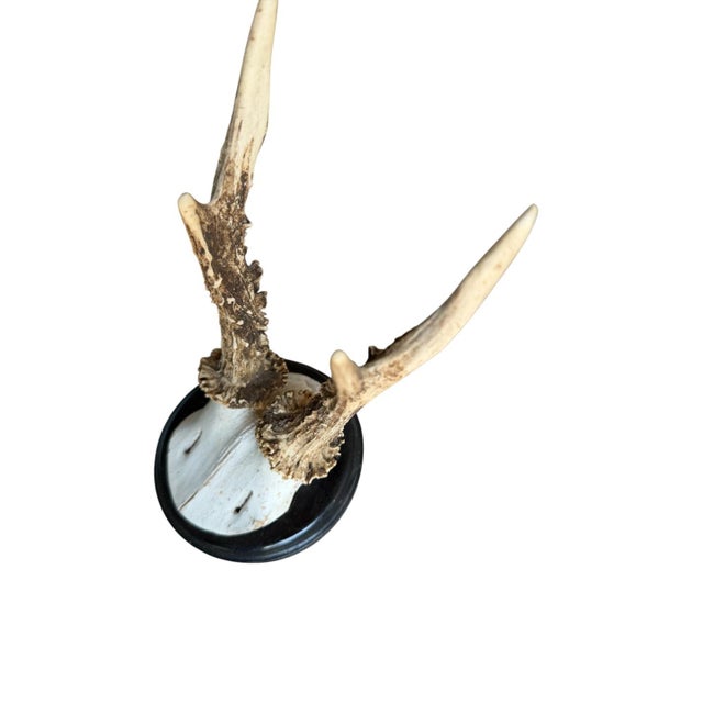 Roe Deer Trophy 204 Black Forest Antlers Mount For Sale - Image 4 of 5