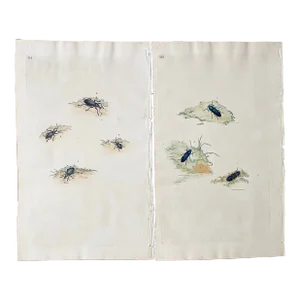 Antique Beetle Handcolored Engraving - a Pair