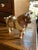 Very cool Peruvian folk art ceramic vessel in the shape of a bull. Incan/post-Incan ritual offering vessel placed on...