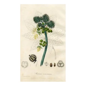 1836, Castor-Oil Plant Botanical Print, Medical Botany, Original Antique Engraving, England