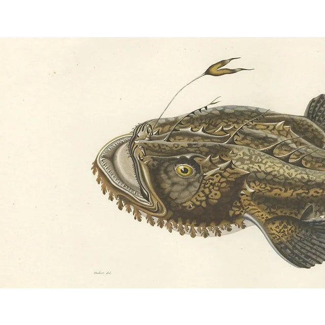 Blanchard, Anglerfish or Monkfish, 1845, Hand-Colored Lithograph For Sale - Image 4 of 10