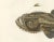Blanchard, Anglerfish or Monkfish, 1845, Hand-Colored Lithograph For Sale - Image 4 of 10
