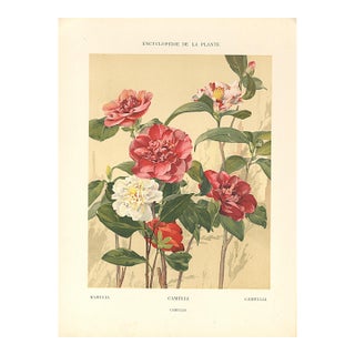 1903 Antique French Botanical Chromolithograph- Camelia- Documentation For Sale