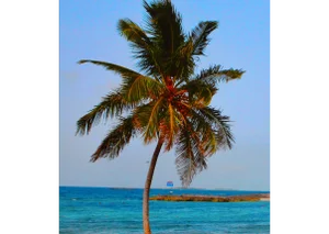 Paradise Island by Rick De La Guardia Original Photograph Poster