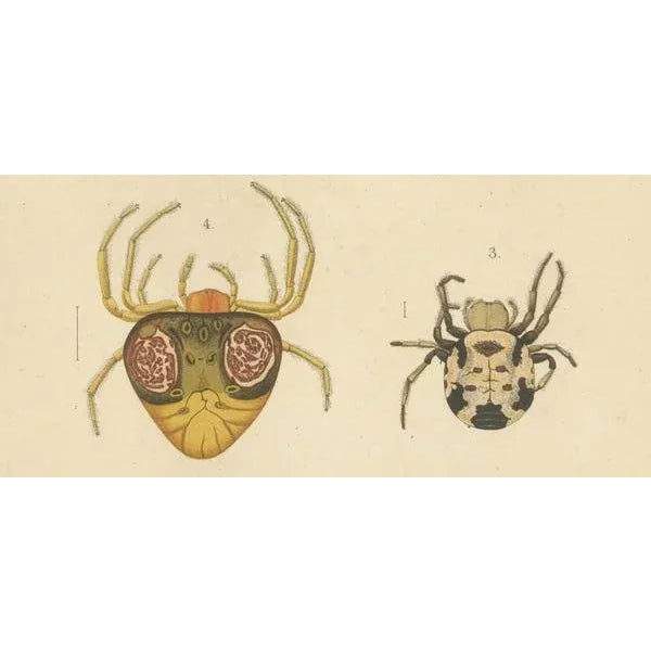 R.d.V and A.J.W, Sumatra Gasteracantha Spiders, 1887, Paper For Sale - Image 4 of 10