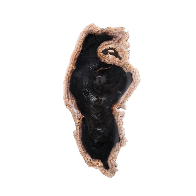 Wood Hand Cut & Petrified Wood Board 3 For Sale - Image 7 of 8