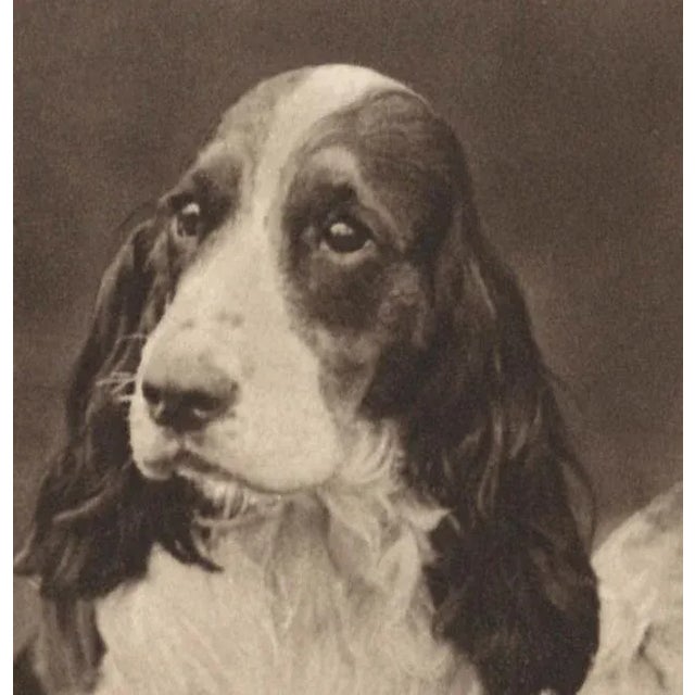 Utterly charming original vintage photograph. Cocker Spaniel dogs photogravure. Perfect for a child's room, den, living...