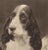 Utterly charming original vintage photograph. Cocker Spaniel dogs photogravure. Perfect for a child's room, den, living...