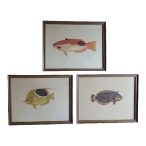 19th Century Framed Natural History Fish Prints by Cuvier & Valenciennes with Vanderbilt Provenance - Set of 3