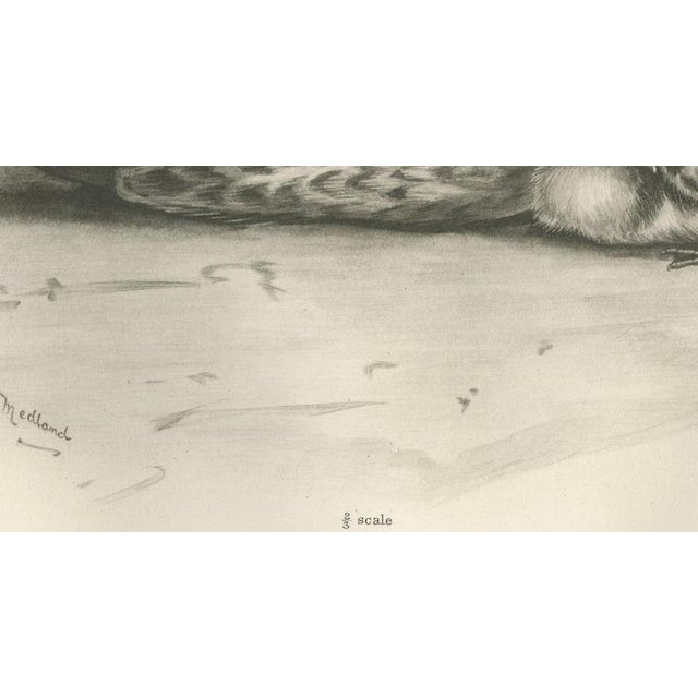 Early 20th Century After Lilian Medland, Duck and Young, 1909, Print For Sale - Image 5 of 12