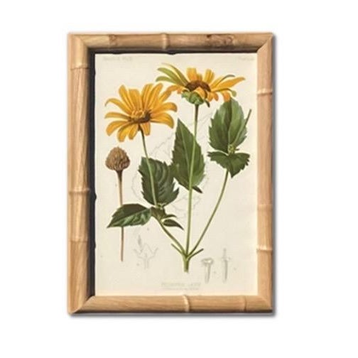 Antique Botanical Chromolithographs — “Wild Flowers of America”, Volume I, L. Prang & Co., Boston (C. 1877) Set of 13 For Sale - Image 14 of 17