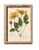 Antique Botanical Chromolithographs — “Wild Flowers of America”, Volume I, L. Prang & Co., Boston (C. 1877) Set of 13 For Sale - Image 14 of 17