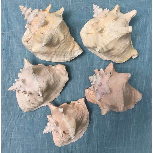 Natural History Collectors Large Bahamian Sea Shell Specimens For Sale - Image 9 of 12