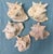 Natural History Collectors Large Bahamian Sea Shell Specimens For Sale - Image 9 of 12