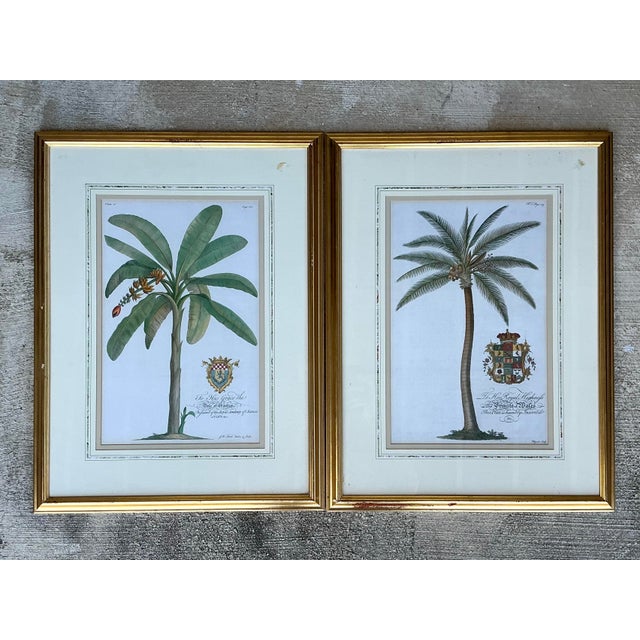 Vintage Crested Palm Etchings - A Pair For Sale - Image 9 of 12