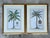 Vintage Crested Palm Etchings - A Pair For Sale - Image 9 of 12