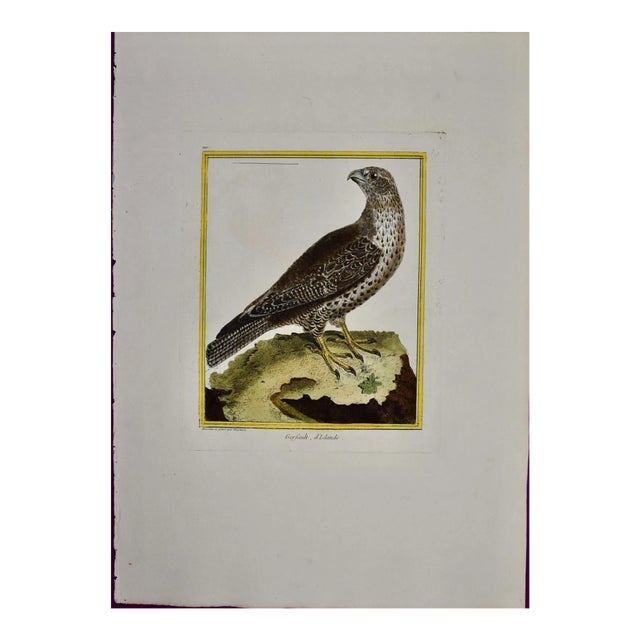 An Icelandic GyrFalcon: An 18th Century Hand-Colored Engraving by Martinet, 1770 For Sale